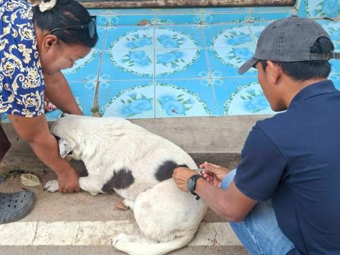 ฉีดวัคซีนป้องกันโรคพิษสุนัขบ้า 26 มีนาคม 2569